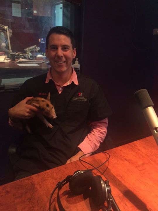 How cute is this little piggy! Dr Paul joins us…