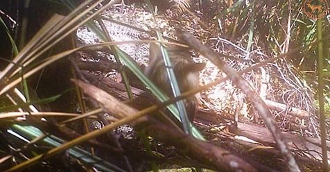 Photos of suspected Tasmanian Tiger released